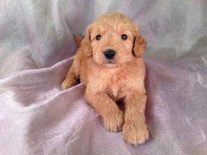 Female Goldendoodle Puppy for sale #15 Born April 10th, 2013|Goldendoodles Puppies by Professional Goldendoodle Breeders